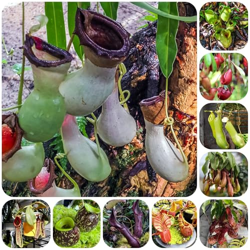 carnivora Nepenthes tappezzante perenne e resistente Carnivoro da ufficio sempreverdi semi di tappezzanti da appartamento che purificano l'aria resistenti 350semi