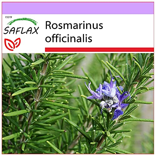 SAFLAX - Romarin - 100 graines - Rosmarinus officinalis
