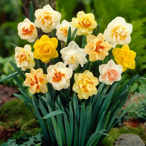 Votaniki Double Daffodil Mix Bulbs – Pre-Chilled Since Fall for Faster Blooms | Very Fragrant Narcissus Mix | Full Spring Flowers, Easy to Grow Perennial Beauty (25 Pack)