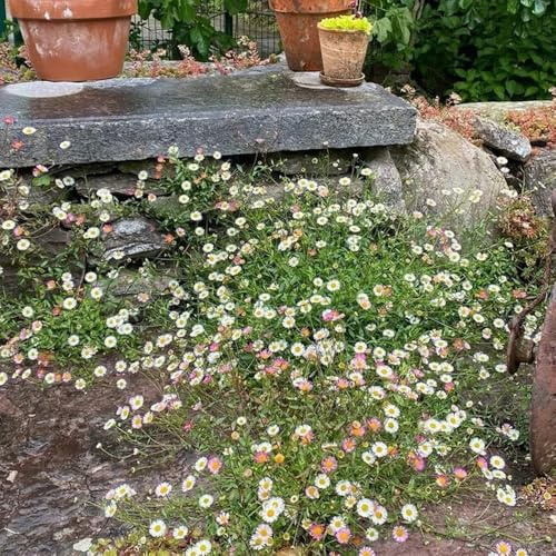Semillas de margarita española resistentes para el jardín, erigeron karvinskianus, decorativas resistentes para balcón de para bancales elevados 300pcs