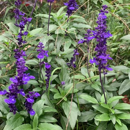 semi di salvia, giardino sul balcone raro varietà antiche biologiche tappezzante resistente in vaso arredamento del soggiorno interna 200pcs