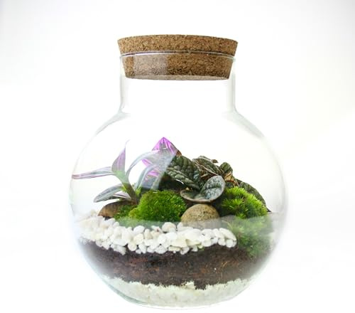 Small 4 Litre Globe Terrarium with 2 Living Plants, Cushion Moss and Tool Set - The Perfect Terrarium Gift