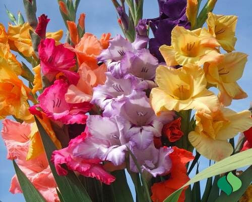 Graines de fleurs de glaïeul 100 pièces mélangées