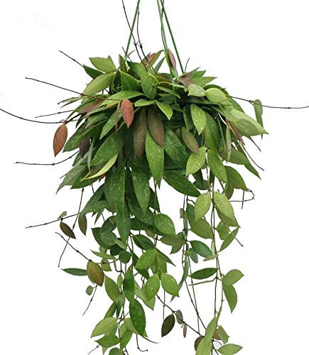 Hoya Gracilis Hoya 30-35cm Drop in a 14cm Hanging Pot Wax Plant