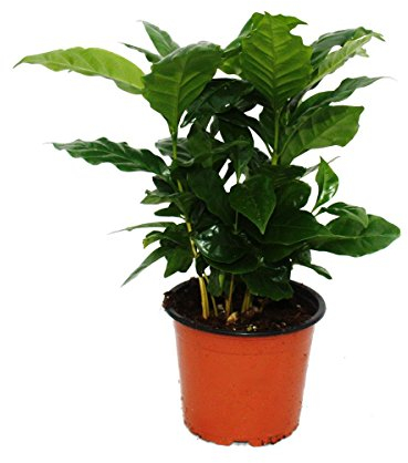Coffee Plant (Coffea arabica) - 1 Plant - Houseplant