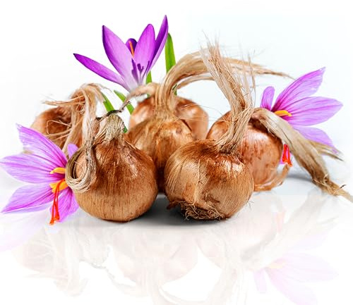 Bulbi di zafferano per piantare il tuo zafferano 500 g, bulbi di fiori da esterno per piantare nel tuo giardino interno ed esterno i tuoi fili di zafferano dalla Spagna