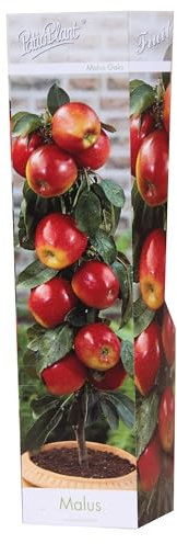 Herbstapfel 'Gala' Säulenobst 60 cm - Malus 'Gala' - Robuste, Ertragreiche Apfelbaum Sorte für Garten und Terrasse – Ideal für Kleine Gärten & Balkon
