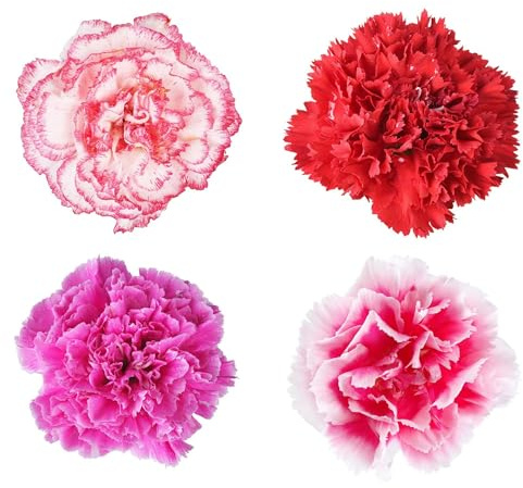 Lillipot Mix Carnation ~10 Seeds – Treated – Dianthus caryophyllus – Dwarf 9-12 Plants with 2 Bi-Color Blooms – Indoor/Outdoor – Annual/Perennial Zones 9-10 – ~154-175 Days to Bloom