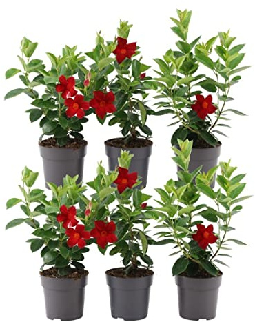 Plants by Frank Dipladenia Mandevilla, Rouge, 6 plantes, Ø 12 cm | Mandevilla Rose, Dipladenia Pink, Plantes méditerranéennes, Plantes grimpantes et volubiles, Pot 12 cm, Hauteur : 20 cm