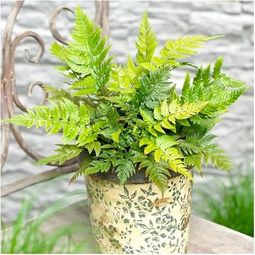 GrowOn Shrubs [2 Litre] Rigid Holly Fern Polystichum 'Rigens' | Evergreen Plant | Outdoor Garden Ready Plant