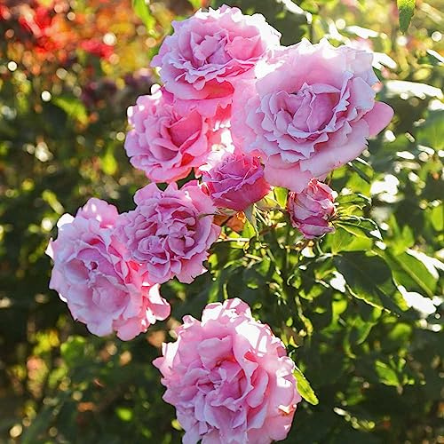 Heirloom Hybrid Tea Roses, Live Own Root Plant for Outdoor Garden, Memorial Day™, Exceptionally Fragrant, Hardiness Zones: 7-10, Continual Blooming