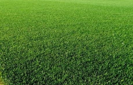 Turf Green Semi per Prato Inglese, Confezione da 5 kg, Miscela per Giardino SUN SEEDS