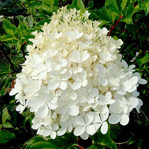 Hydrangea paniculata Plant 'Phantom', Deciduous, Hardy Shrub, AGM Winner, Pink Flowers, Ideal for Cottage Garden, Containers, Specimen Plant, Cut Flowers, 1 x 3-Litre Potted Plant by Suttons