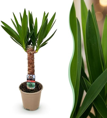 Yucca elephantipes - Yucca - Peu d'entretien - Vert - 45-55cm - Ø14cm - Plante d'intérieur - Vert persistant
