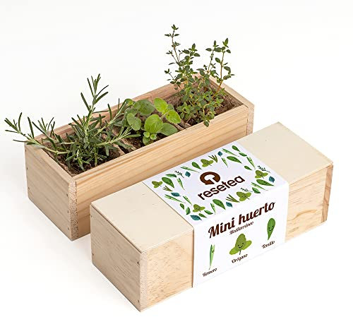 Resetea, Kit Autocultivo, Mini huerto de Hierbas aromáticas, Romero, orégano y tomillo