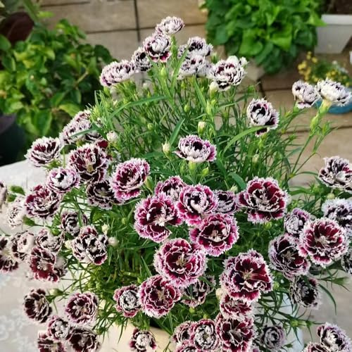 Semi di garofano - dianthus decorazione organica per dolce William Decorazioni da giardino per esterni, semi di tappezzanti, 160semi
