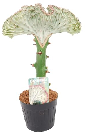 Trendyplants special - Euphorbia lactea Cristata weiß - Kaktus - Höhe 25-45 cm - Topfgröße Ø12cm