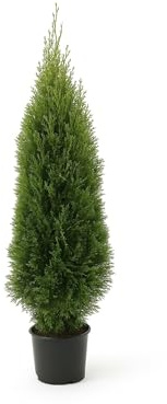 15x Thuja Smaragd 120-150cm im Topf | Immergrüne Lebensbaum Heckenpflanzen | winterhart & schmal | Sichtschutz sofort pflanzbar