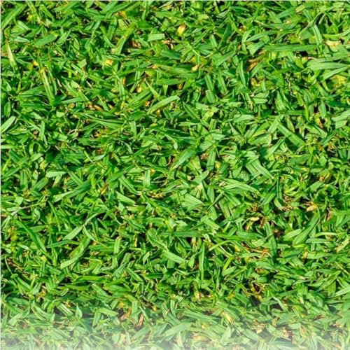 Pelouse Tropicale Kikuyu 250g