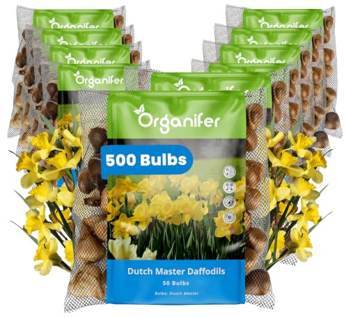 Bulbos De Narciso - 500 Bulbos De Flor - Dutch Master - Organifer