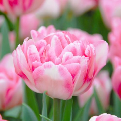 Votaniki Foxtrot Tulip Bulbs for Planting - Fragrant Blooms, Perennial Tulip, Peony Like Flowers | Tulipa Double Mid 'Foxtrot' Tulip - Easy to Grow (12 Pack)
