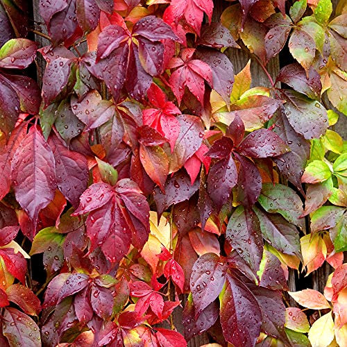 GardenersDream Parthenocissus Engelmannii - Vigne Vierge Résistante au Froid - Plante Grimpante Auto-Agrippante - Plante Extérieur Couleurs d'Automne