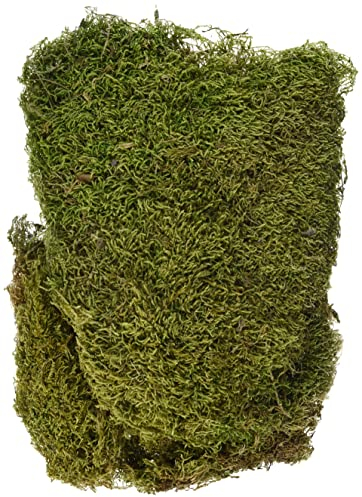 Rayher Plattenmoos, getrocknet, Btl. 100 g, Moos getrocknet, Deko-Moos, 8508300