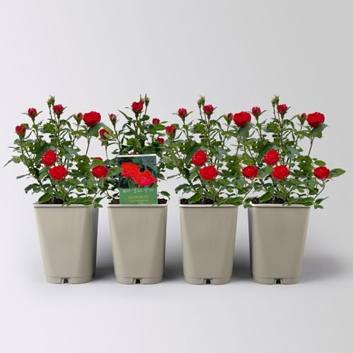 Zwergrose 'Zepeti'® (Meibenbino), rot, Topf 3 Liter, 4 Pflanzen