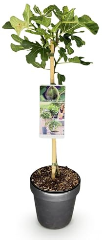Feigenbaum Ficus carica 'Brown Turkey' – Stamm-Pflanze – Höhe ca. 90 cm – Ø19 cm – Obstpflanze für Terrasse & Garten – Essbare Früchte – Pflegeleicht & robust