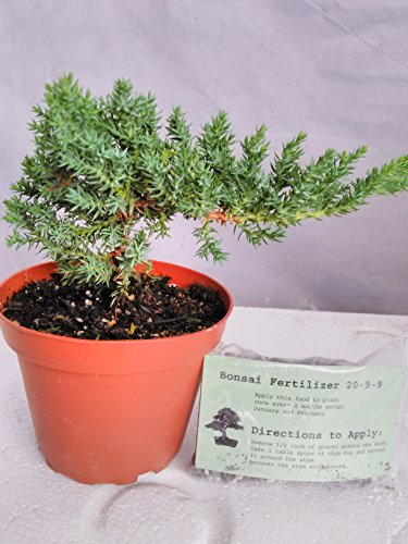 Japanese Juniper Bonsai Starter Tree - 4 pot - Juniperus procumbens 'Nana'+Bonsai Fertilizer Slow Release By-jmbamboo
