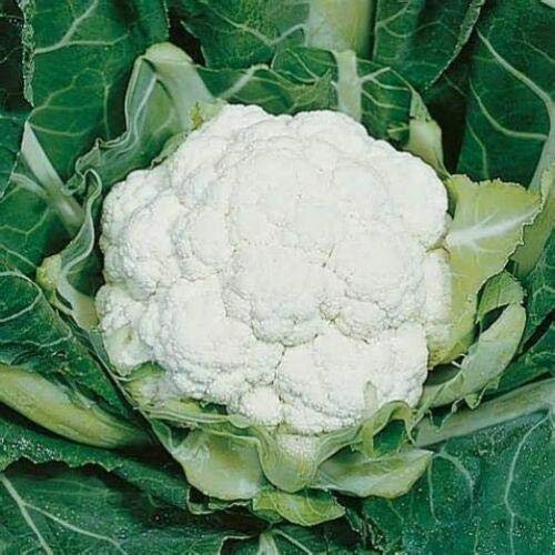 Cauliflower All Year Round Seeds Grow Your Own Vegetables