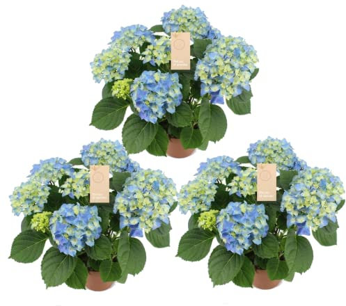 Hortensia Azul - Pack de 3 Plantas Naturales - Hortensias Hydrangea Macrophylla Flores Azules