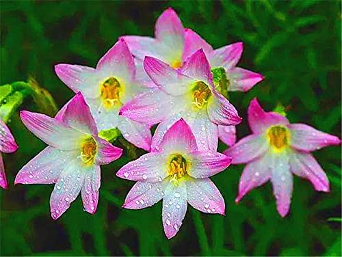 Bulbi di giglio della pioggia - Ornamenti incredibili che fioriscono in primavera fragrante colorato balcone Decoratio-15 lampadine:Seeds