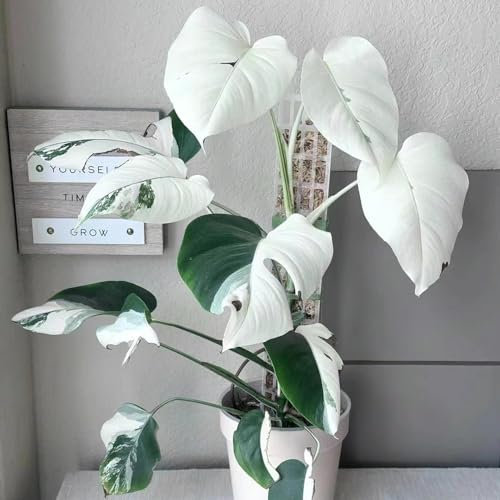 20 pcs monstera samen, seltene samen echte pflanzen (Monstera deliciosa) luftreinigende zimmerpflanzen, hochbeet samen gartenpflanzen, stauden winterhart outdoor pflanzen, exotische