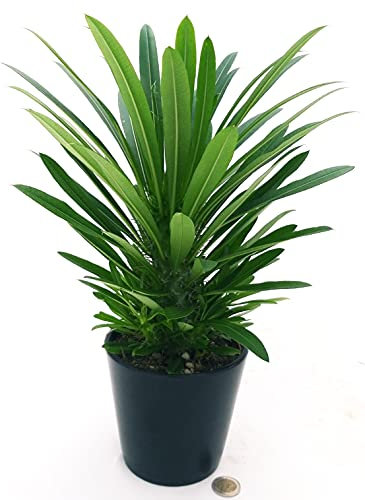 POWERS TO FLOWERS - PACHYPODIUM LAMEREI, PALMA DEL MADAGASCAR, vaso 13cm altezza 25/30cm, pianta vera