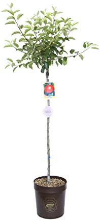 Vannucci Piante - Malus domestica (Melo), Pianta vera in vaso, Pianta da esterno