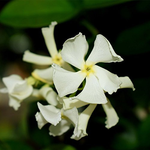 Star Jasmine Evergreen Climbing Garden Plant for Trellis, Fences & Obelisks Baring Fragrant White Summer Flowers, 2 x Trachelospermum Jasminoides in 2L Pots