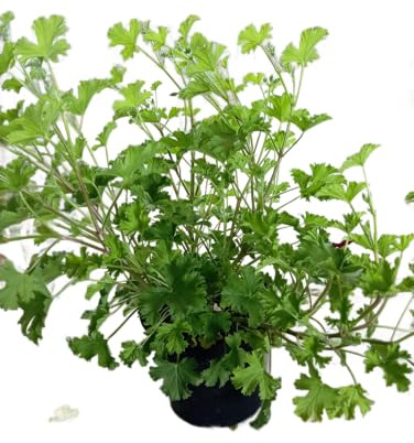 Geranio Citronela – Planta de Exterior con Aroma Cítrico y Función Repelente
