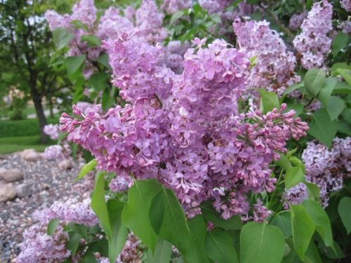LILA 'Oldfashioned' ~ púrpura/rosa ~Syringa vulgaris ~ SEMILLAS arbustos perennes 20