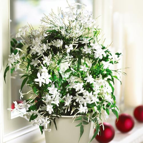 Jasmine on a Hoop - Scented Houseplant - Indoor Plant - Pure White Flowering - Easy to Grow Your Own - 1 x 11cm Potted Plant On A Hoop by Thompson and Morgan
