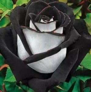 Rose black-white - Rose blanche avec bordure noire - 10 graines
