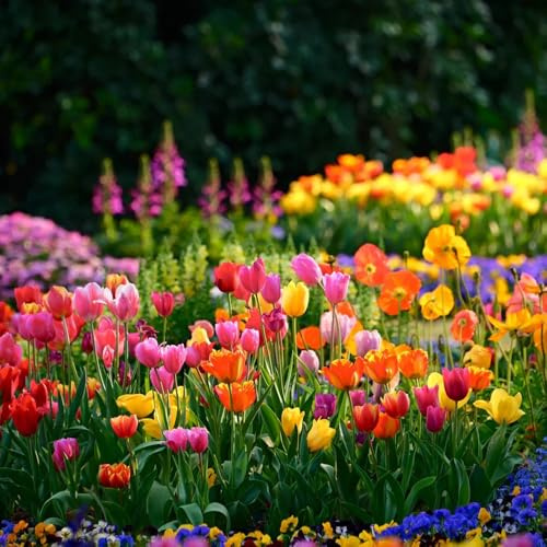 bulbi di tulipano di api perenne resistenti giardino Letti elevati per il giardino primavera decorazione ufficio tulipani bal e 4pcs