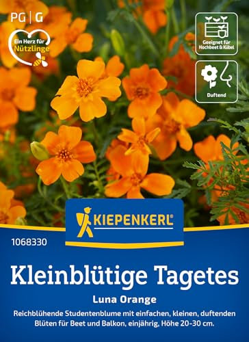 Kiepenkerl Kleinblütige Tagetessamen Luna Orange 1068330 - Studentenblume für Beet und Balkon für eine üppige Blütenpracht - Pflanzen, Blumensamen, Saatgut