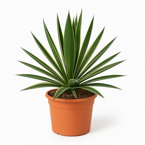 Trendyplants special - Yucca Gloriosa Variegata - Plante de jardin - Hauteur 40-60 cm - Taille du pot Ø24cm