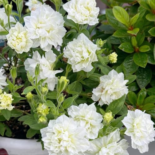 semillas de petunia perenne raras, decoración de sala de estar Comprar de petunia colgantes resistentes para el jardín cubierta perenne resistente 550pcs