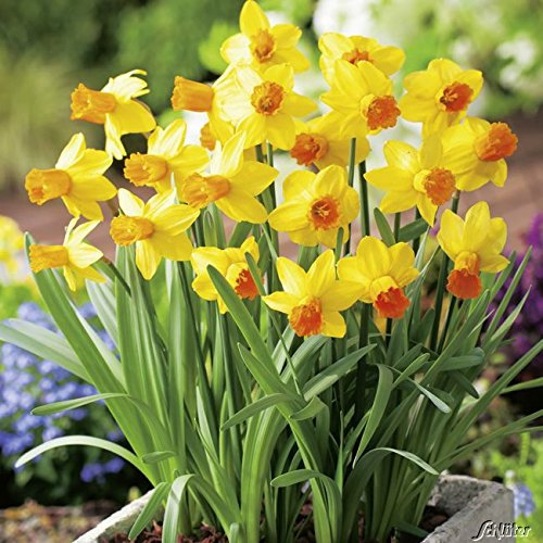 Mini-Narzissen-Zwiebeln Jetfire - Blumenzwiebeln Osterglocken - Mini-Narzisse - mehrjährig - 5 Narzissenzwiebeln von Garten Schlüter - Pflanzen in Top Qualität