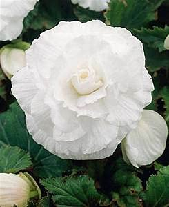 10 semi di Fiori Double Begonia