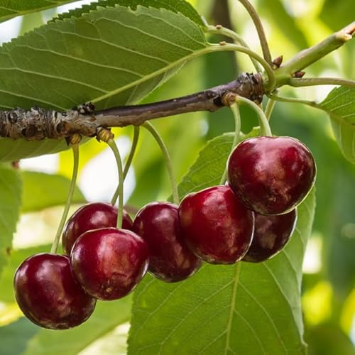 Prunus Avium Burlat - Cerisier 120 cm en Pot - Plante En Pot - Floraison Avril - Hauteur 1,50 m