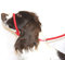 Dog & Field Figure 8 Anti Pull Lead/Halter/Head Collar - One Size Fits All - Soft Braided Nylon - Comfortable, Supple, Secure and Proven to Make Your Walks More Enjoyable - No More Pulling! (Red)