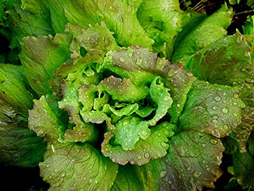 Lot de 500 Graines de Laitue Brune d'Hiver - Variété Ancienne et Rustique - Résistante au Froid - Riche en Nutriments - Salade Croquante - 100% Naturelle - Garantie Germination - 100% Reproductibles